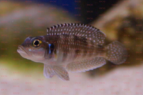 Lamprologus meleagris - Foto Manfred Edinger